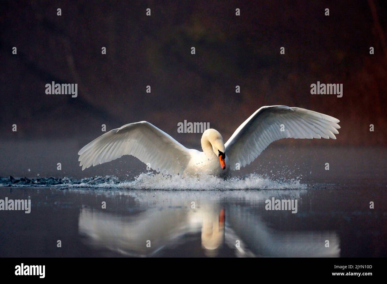 Mute Swan (Cygnus olor) landing on the water, wings open in the fog, Alsace, France Stock Photo