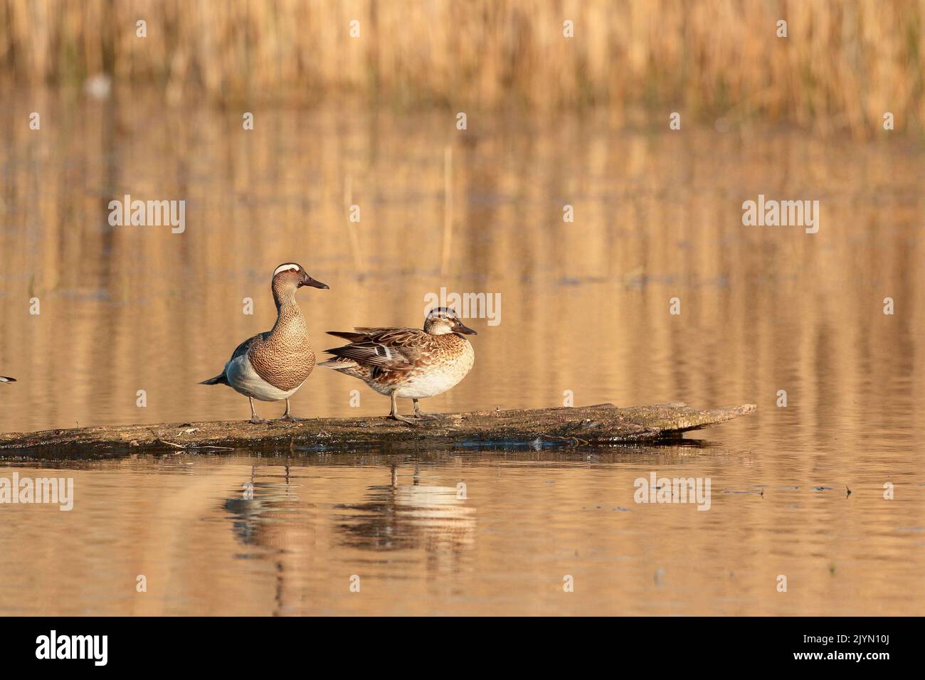 Garganey (Spatula querquedula) couple on a branch on the water. Brenne, France Stock Photo