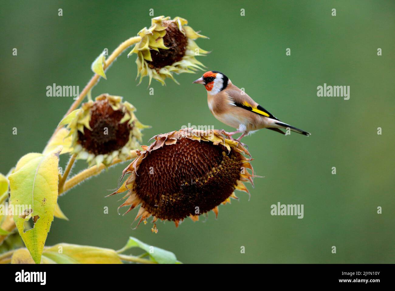 Goldfinch (Carduelis carduelis) on a sunflower, Alsace, France Stock Photo