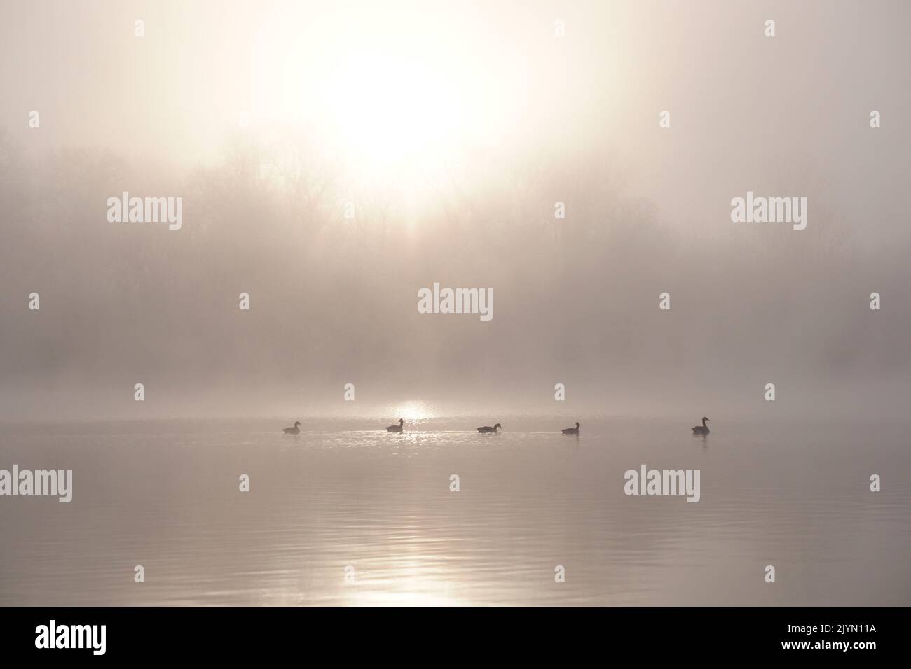 Canada Geese (Branta canadensis) on the Old Rhine on a foggy morning, Alsace, France Stock Photo