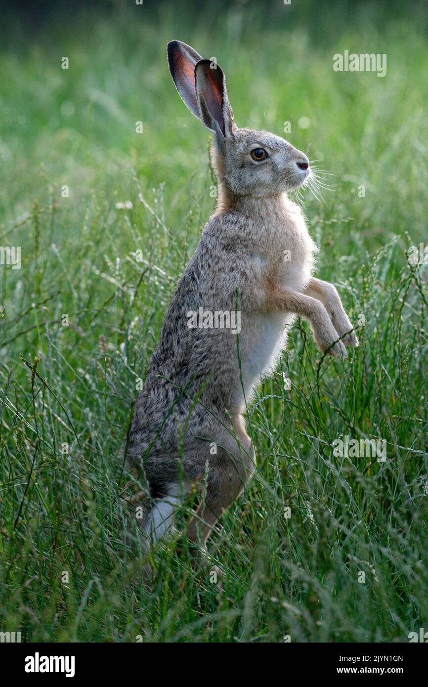 European hare (Lepus europaeus), standing up, Lorraine, France Stock ...