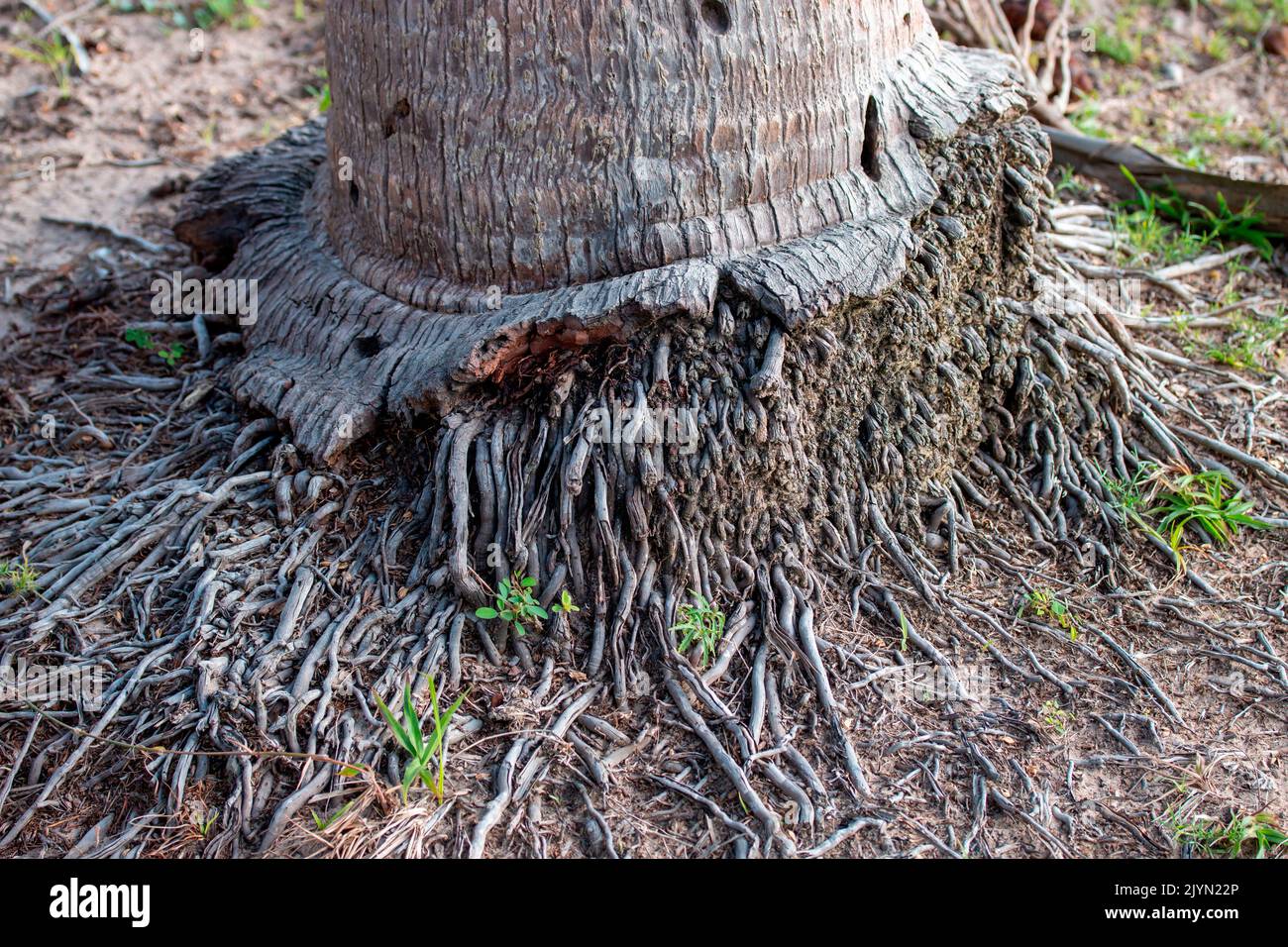 Roots at the base of Coconut palm tree (Cocos nucifera), Parnaiba Delta, Maranhao, Brazil Stock