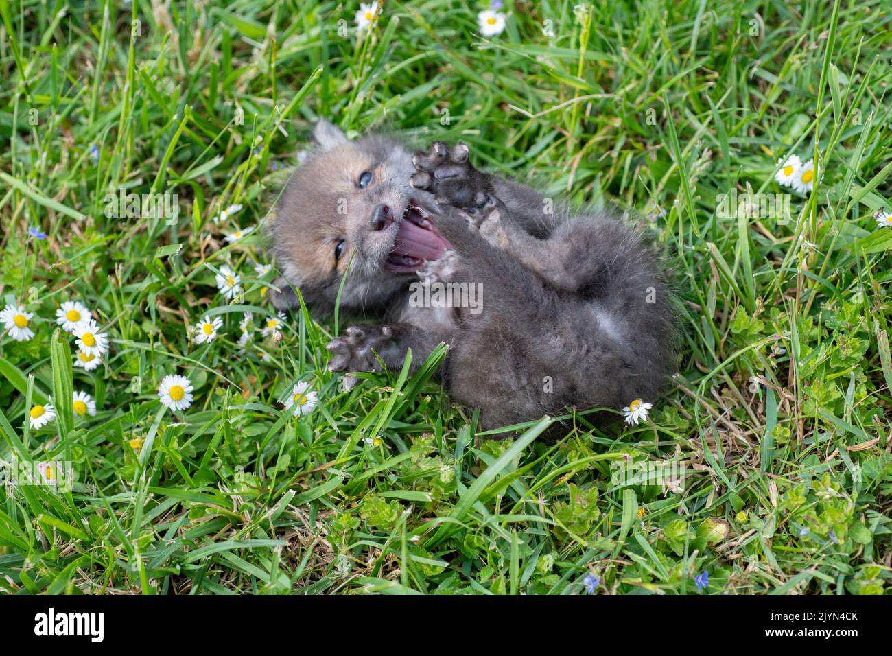 Week Old Fox Red fox (Vulpes vulpes), 3 weeks old pup rolling itself in the grass ...
