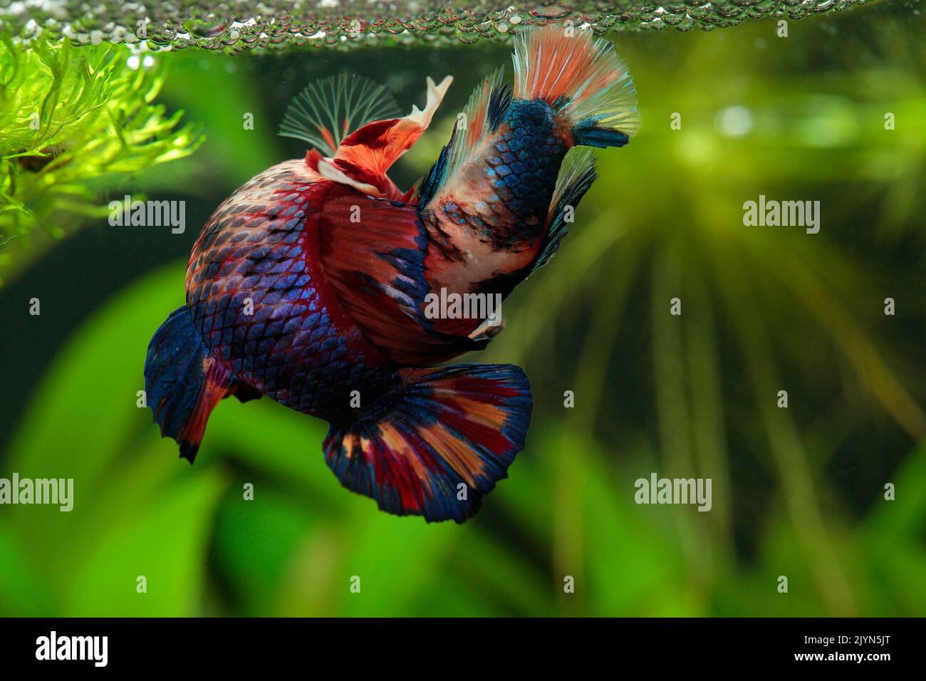 Siamese fighting fish mating hires stock photography and images Alamy