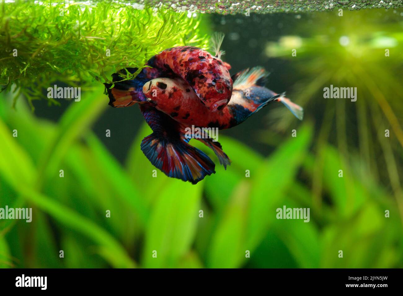 Fighting fish (Betta splendens) plakat koi mating below bubble nest Stock Photo