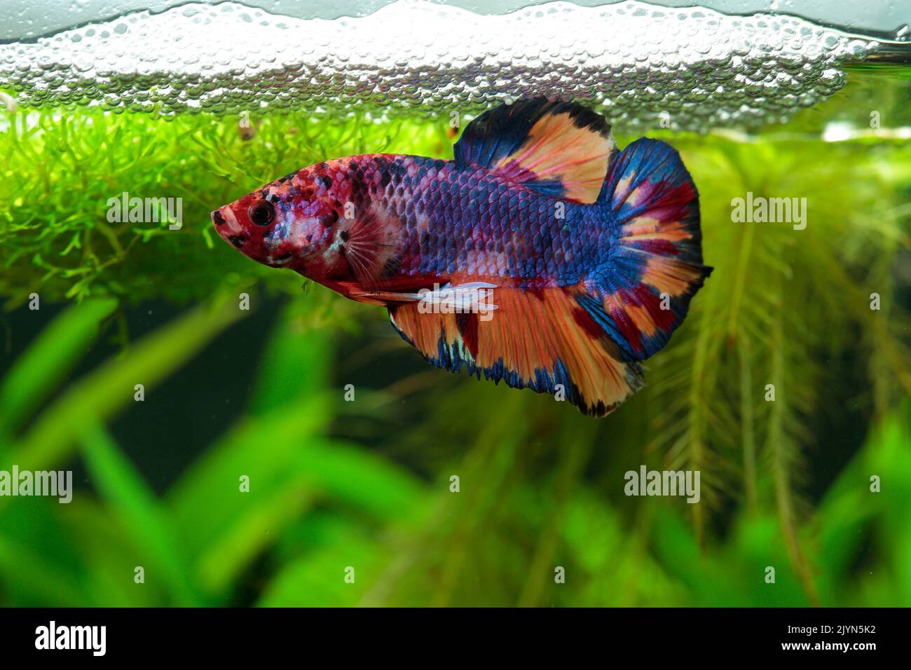 Fighting fish (Betta splendens) male plakat koi displaying in front of its bubble nest Stock Photo