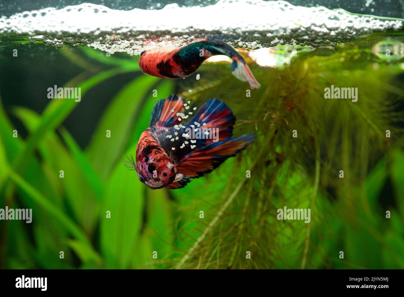 Fighting fish (Betta splendens) male plakat koi retrieving the eggs after the embrace and placing them in the bubble nest Stock Photo