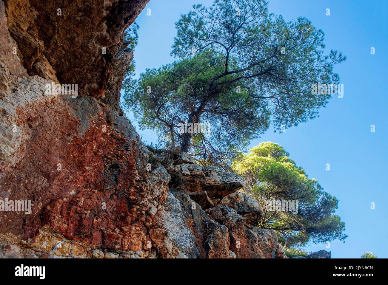 Trees on the rocks, secluded coastline on Alonissos island, Sporades archipelago, Greece Stock Photo