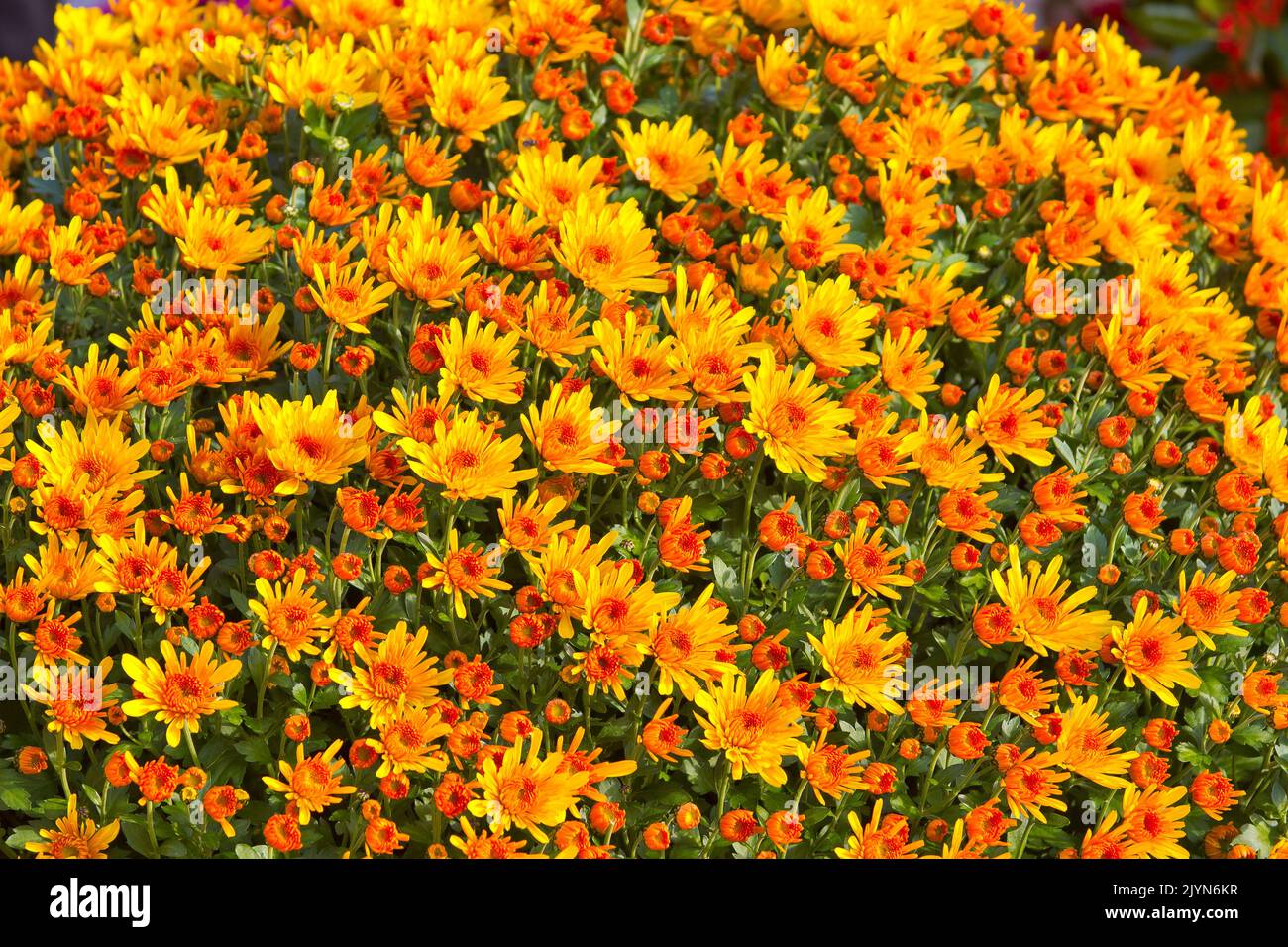 gelb-orange Chrysanthemen Stock Photo