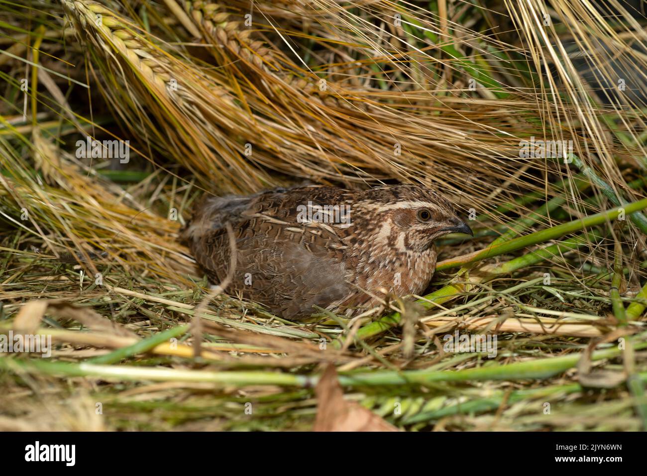 Common Quail,(Coturnix coturnix), Lorraine, France Stock Photo - Alamy