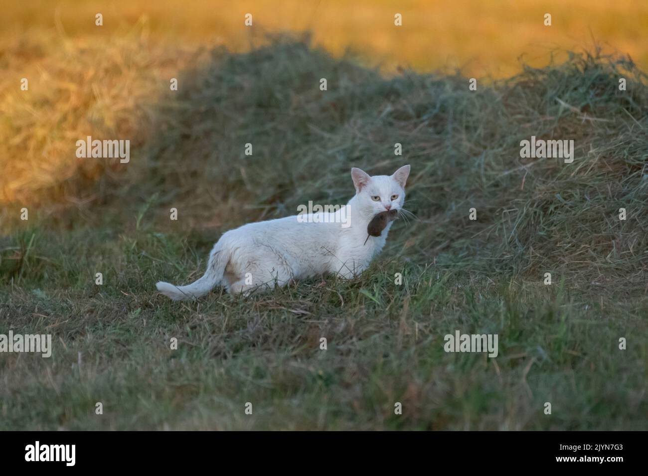 Domestic cat (Felis silvestris domesticus), feral cat with a vole in