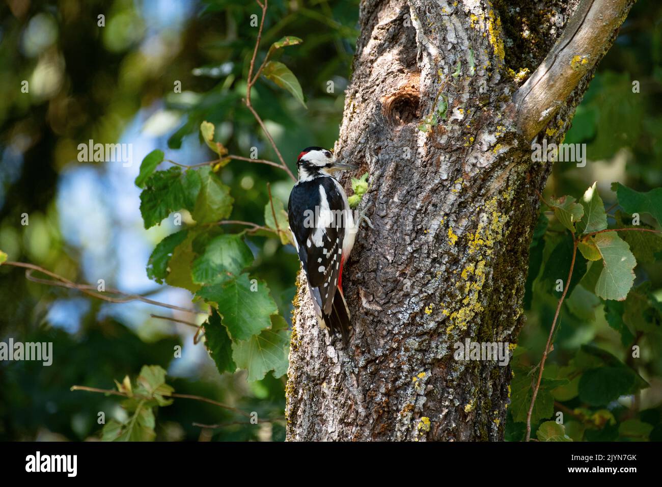 Great Spotted Woodpecker Dendrocopos Major Male Opening An Hazelnut