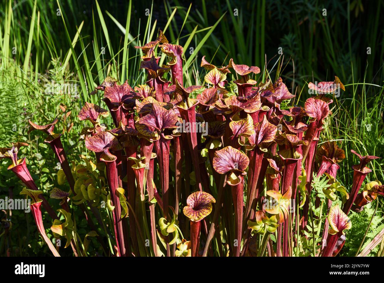 North american pitcher plants hi-res stock photography and images - Alamy