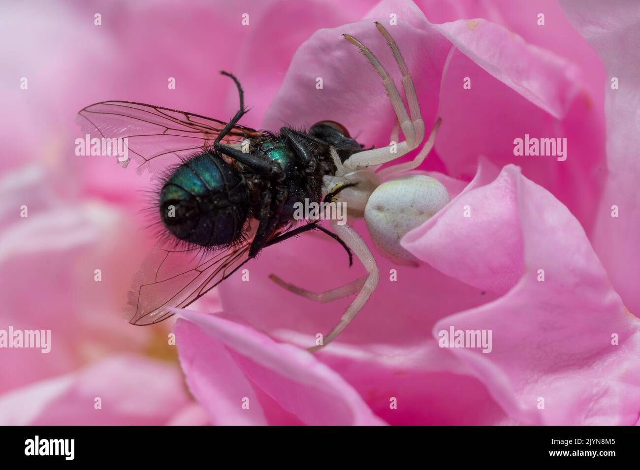 Crab spider (Misumena vatia), catching a fly, Lorraine, France Stock