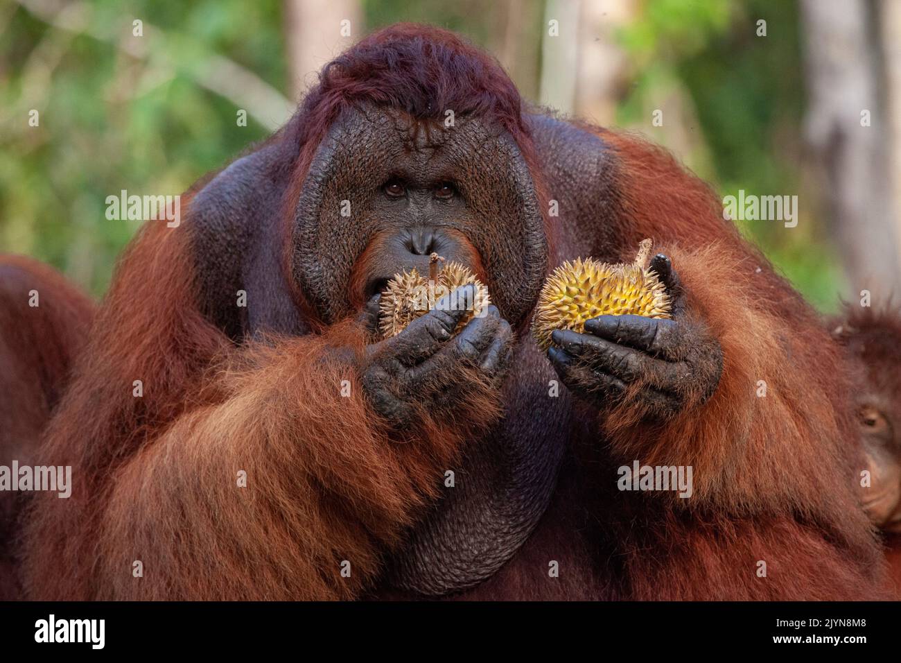 Borneo Orangutan (Pongo pygmaeus) male with juvenile eating durian fruit Central Kalimantan, Indonesia Stock Photo