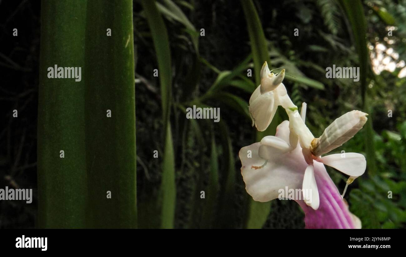 Orchid manthis (Hymenopus coronatus) Female on vanda orchid flower ...