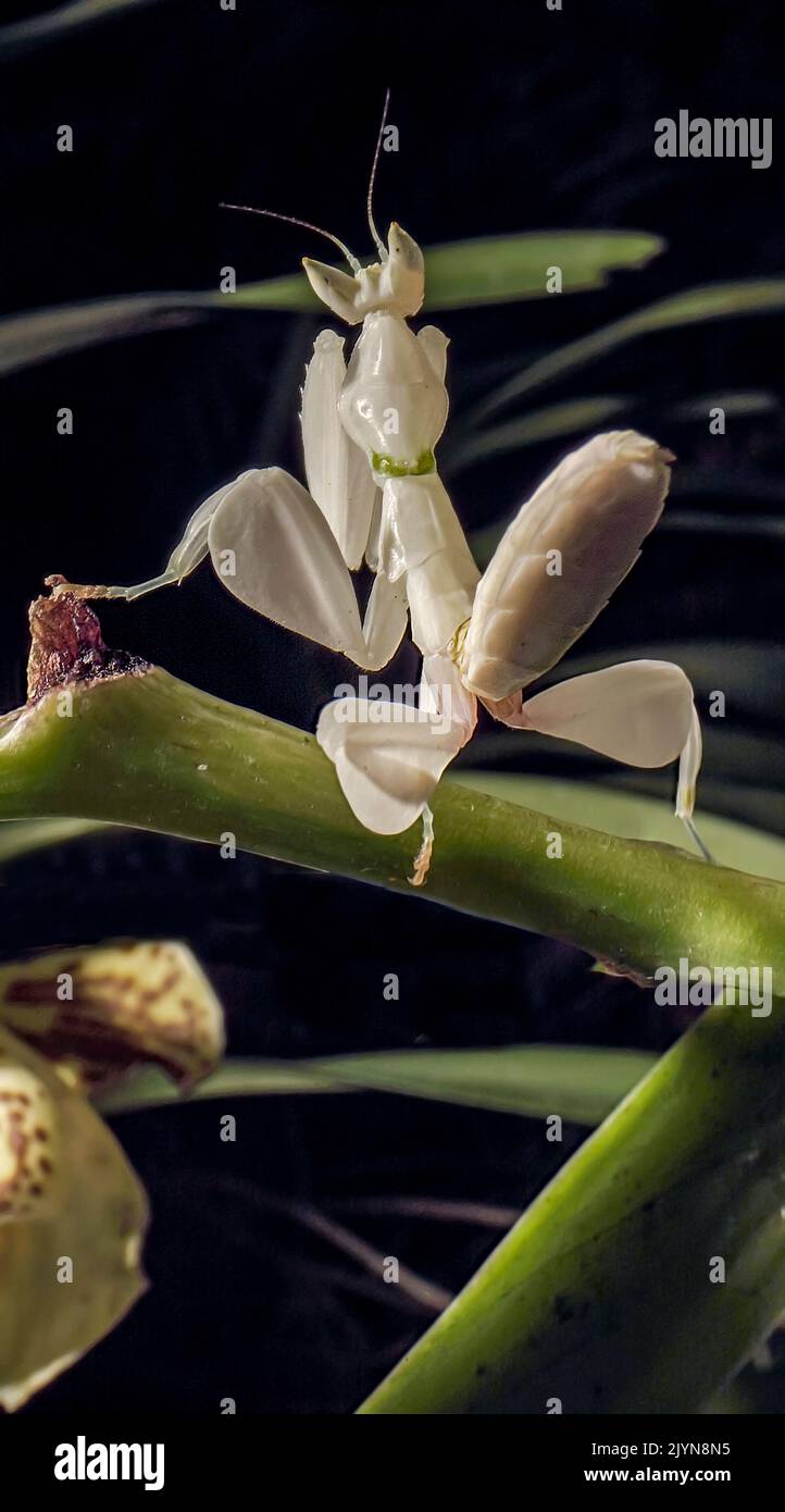 Orchid manthis (Hymenopus coronatus) Female on vanda orchid flower ...