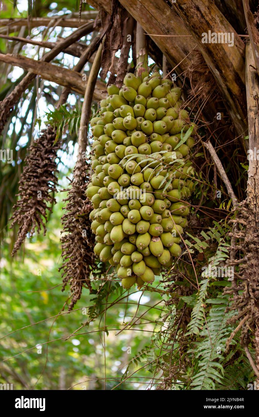 Urucuri palm (Attalea phalerata) fruits, Brasil Stock Photo - Alamy