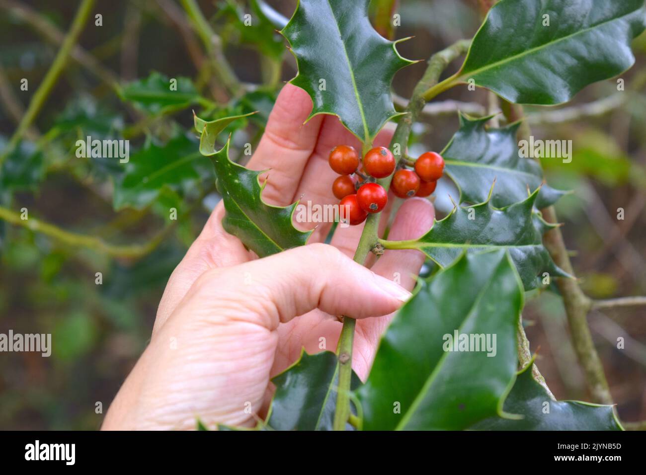 Holly tree branch with red berries in the forest Stock Photo Alamy
