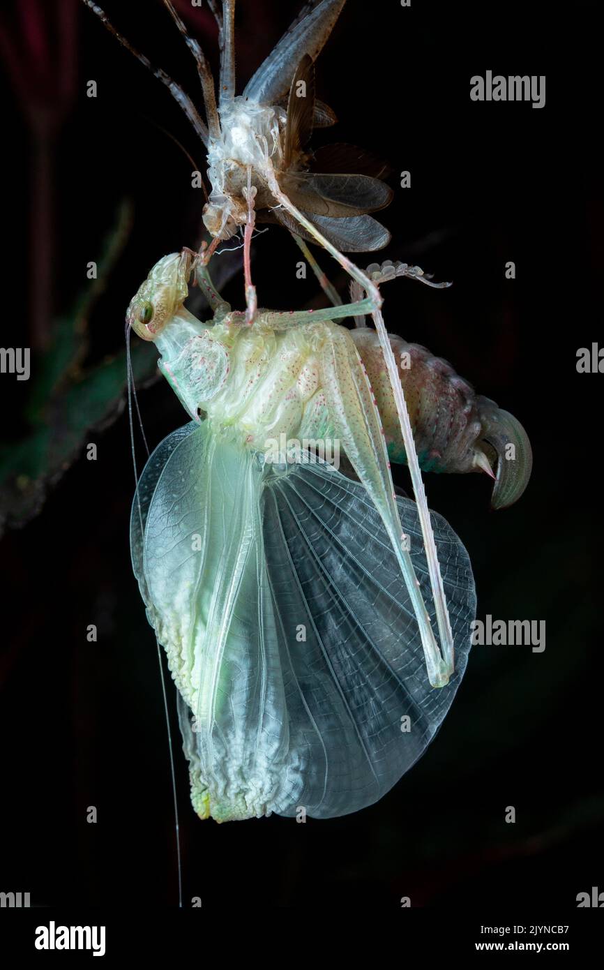 Katydid Bushcricket (Tettigoniidae sp), in situ (Manzanillo, Costa Rica) Stock Photo