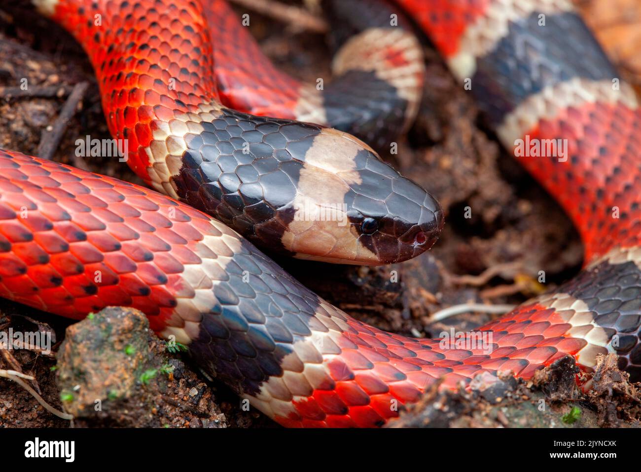 Coral Snake (Micrurus nigrocinctus), Santa Rosa NP, Costa Rica Stock Photo