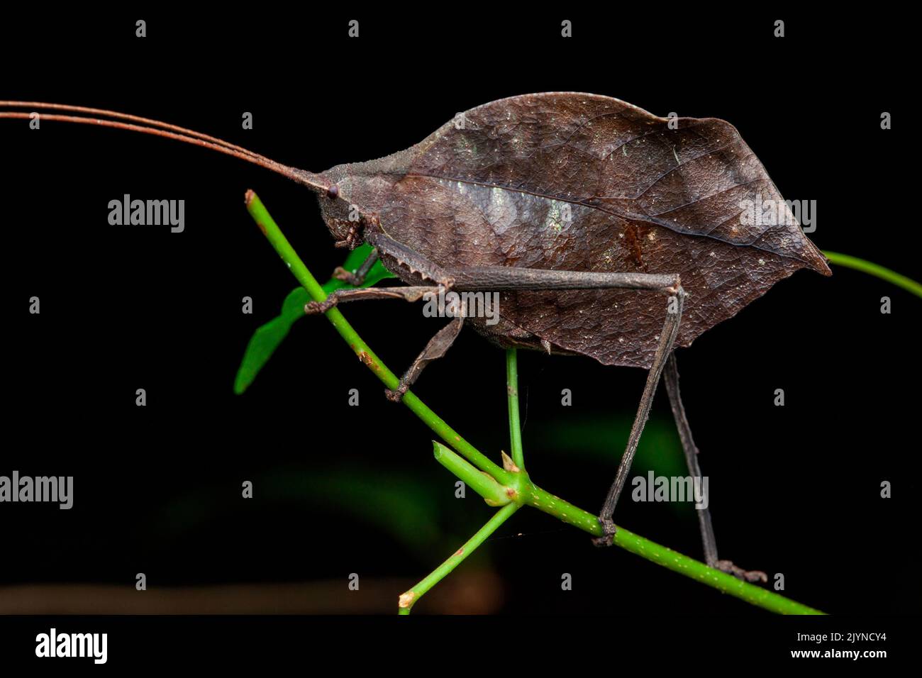 Leaf Buscricket (Mimetica sp) on twig, Santa Rosa NP, Costa Rica Stock Photo