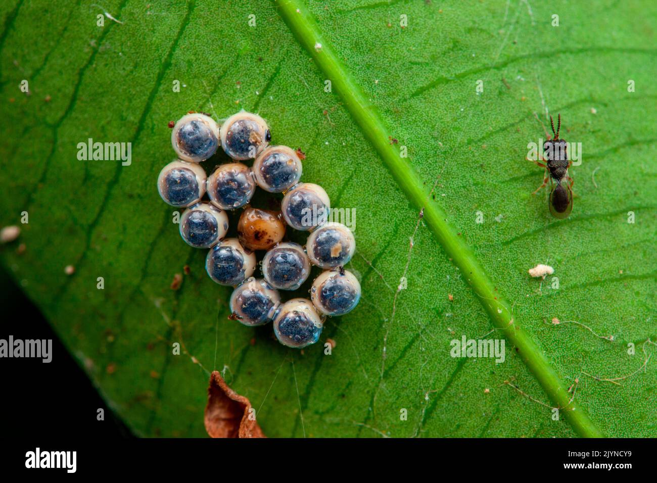 Hemiptera eggs + Chalcid wasp, Sonzapote, Costa Rica Stock Photo