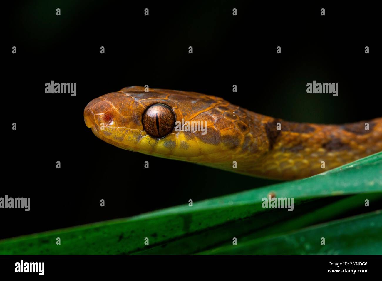 Northern Cat-eyed Snake (Leptodeira septentrionalis), in situ, Carate, Osa, Costa Rica Stock Photo