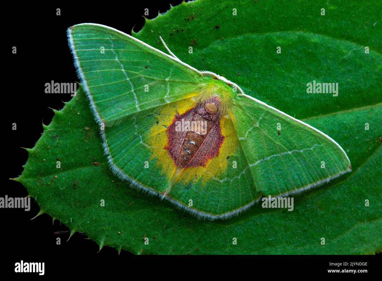 Geometer moth (Nemoria astraea) ona leaf, Monteverde, Costa Rica Stock Photo