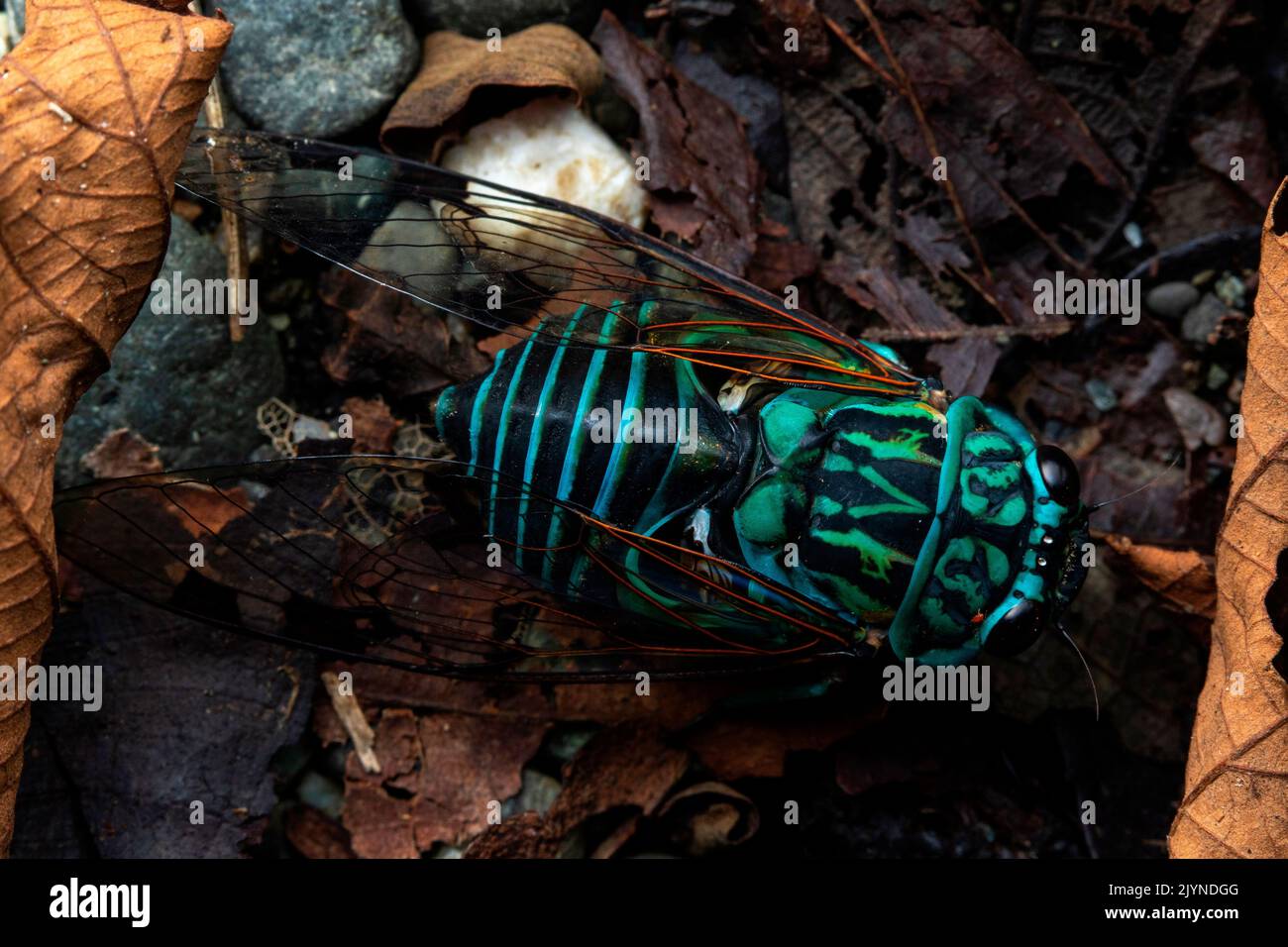 Cicada (Zammara smaragdula) in situ, Carate, Osa, Costa Rica Stock Photo