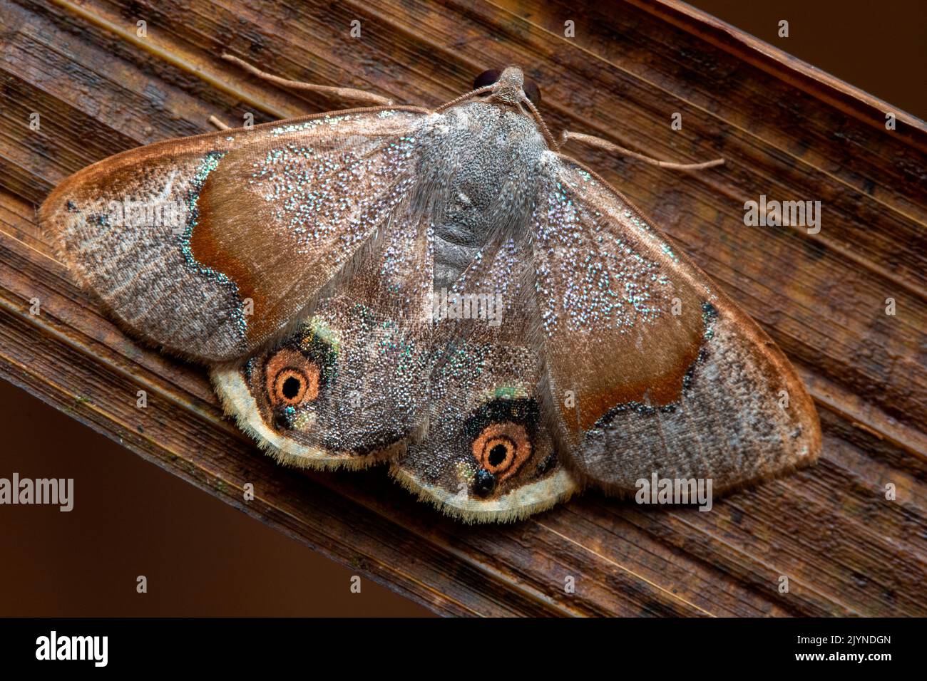 Geometer moth (Ophthalmoblysis sp), undescribed species, Monteverde ...