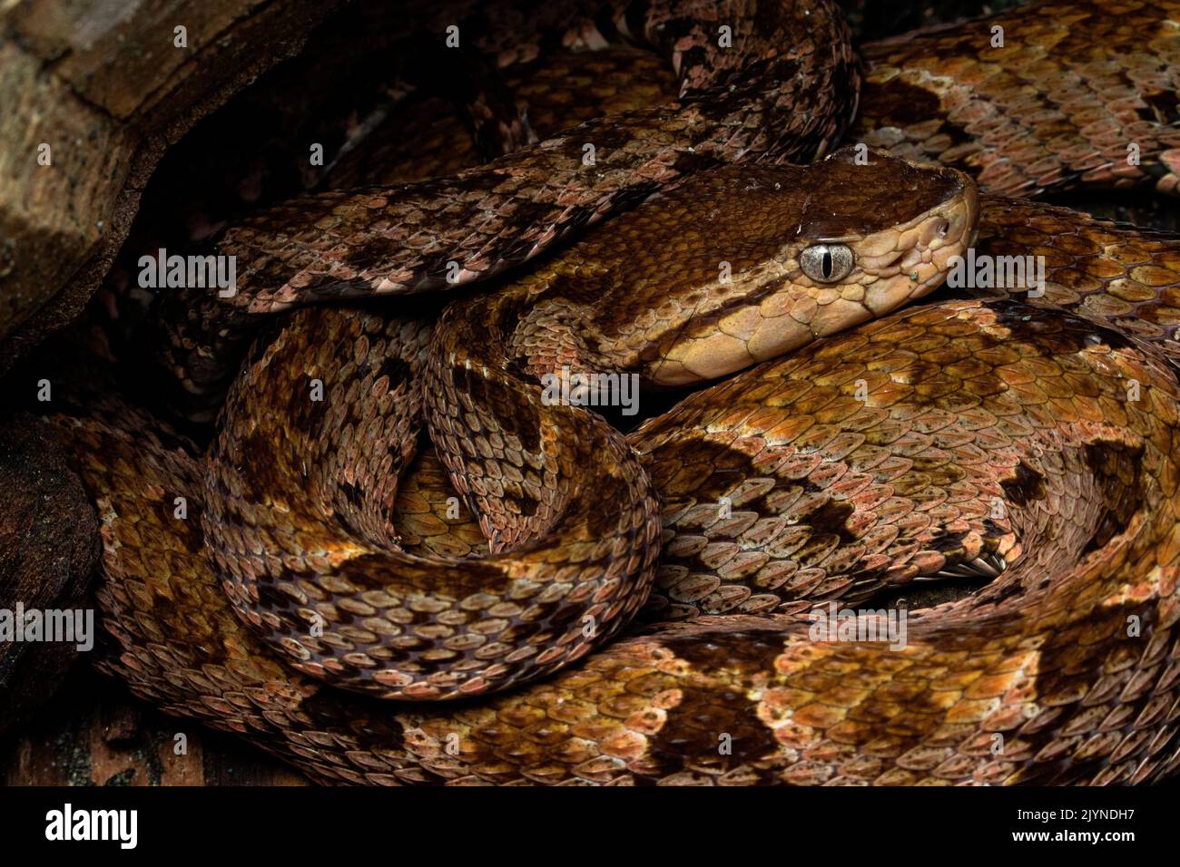 Lancehead snake (Bothrops asper), in situ, Carate, Osa, Costa Rica Stock Photo