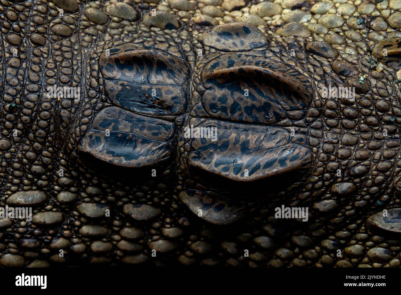 Central american alligator (Crocodylus acutus) detail of cranial roof scales, Carate, Osa, Costa Rica Stock Photo