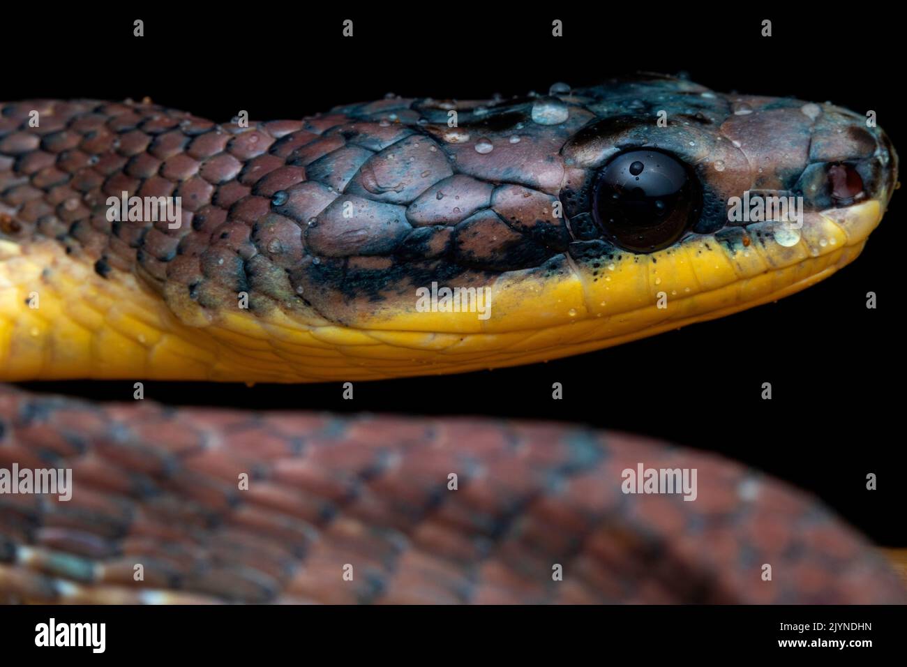 Puffing Snake (Phrynonax poecilonotus), portrait, Carate, Osa, Costa Rica Stock Photo