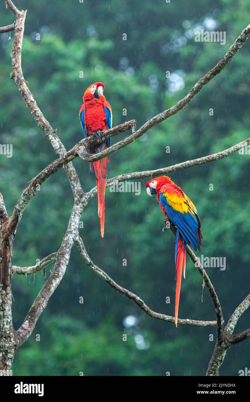 Scarlet Macaw (Ara macao) on branch, Carate, Osa, Costa Rica Stock Photo