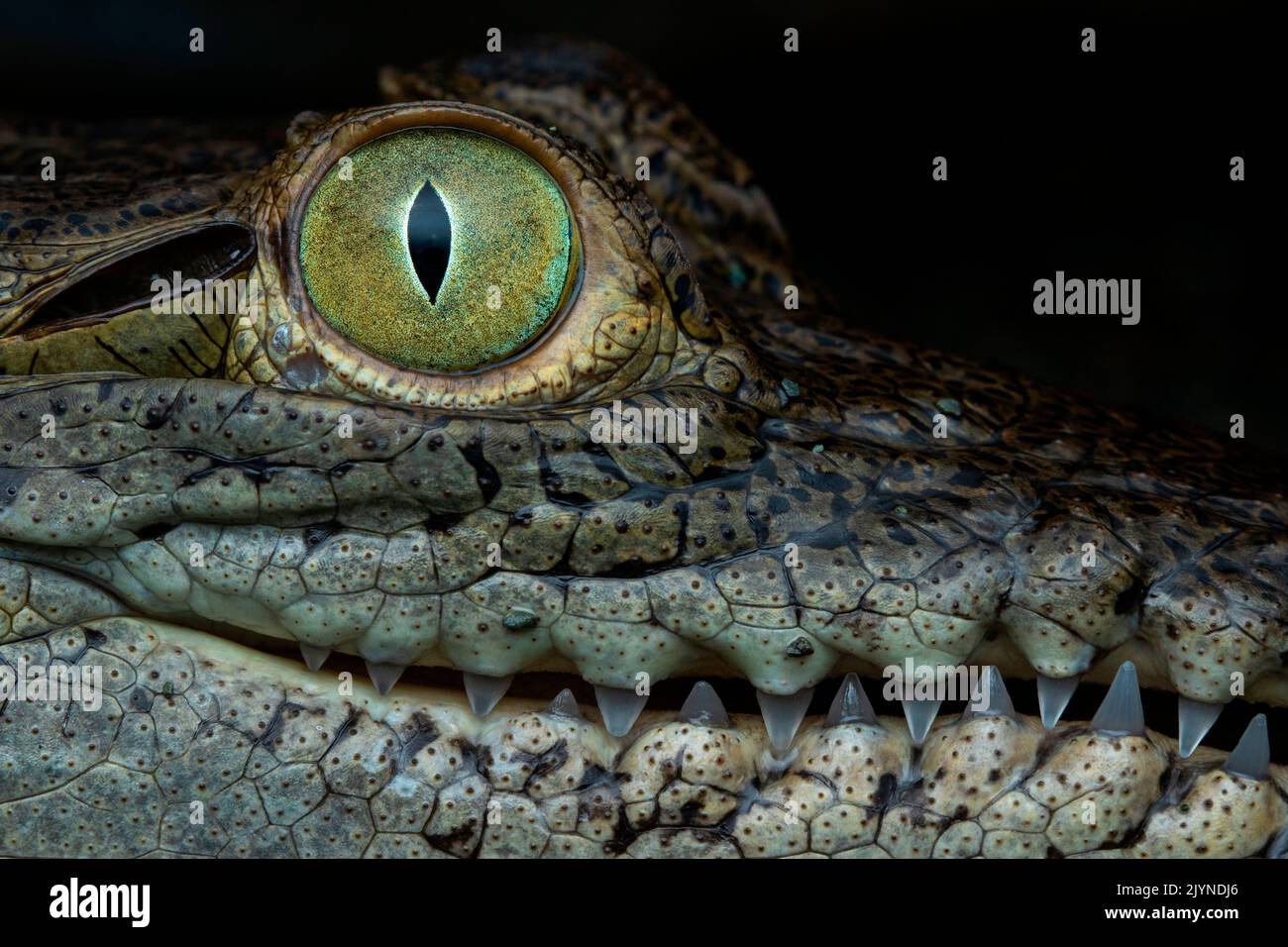 Central american alligator (Crocodylus acutus) eye, Carate, Osa, Costa Rica Stock Photo