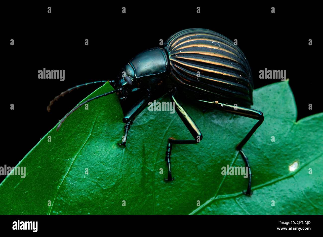 Filibuster beetle (Hegemona flibuster) on a leaf, Carate, Osa, Costa Rica Stock Photo
