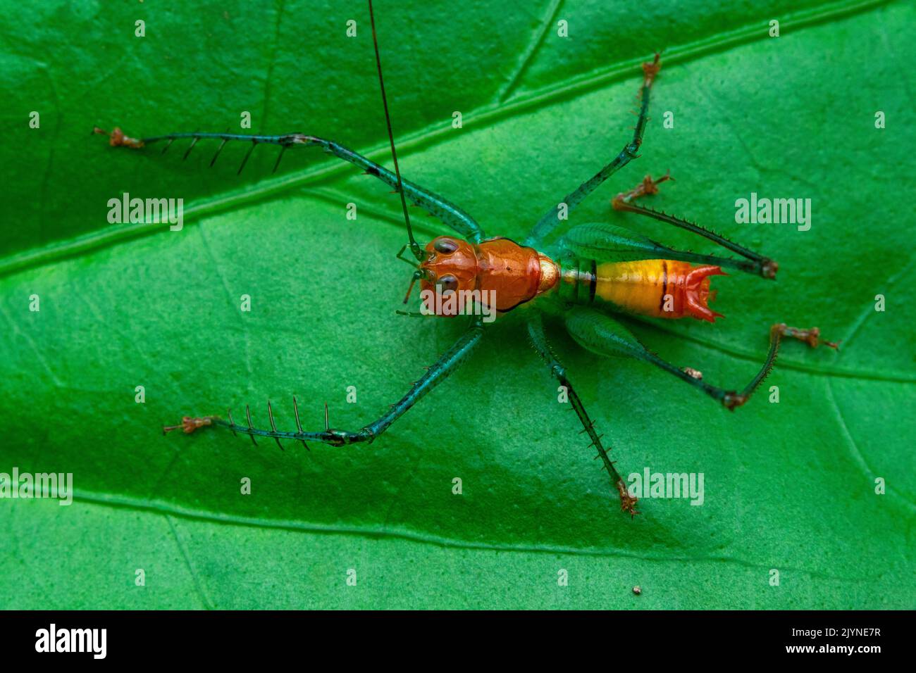 Katydid Bushcricket (Arachnoscelis magnifica), male, Carate, Osa, Costa Rica Stock Photo