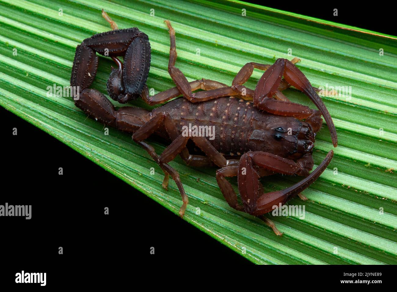 Scorpion (Tityus sp), young in situ, Rancho Quemado, Osa, Costa Rica Stock Photo
