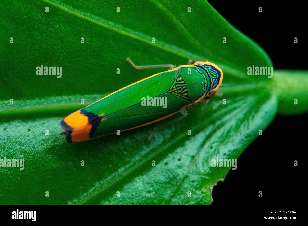 Leafhopper (Stephanolla rufoapicata) on a leaf, Carate, Osa, Costa Rica Stock Photo