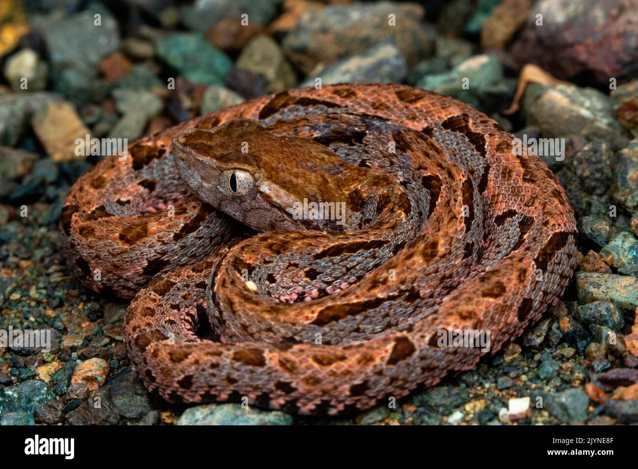 Lancehead snake (Bothrops asper) young, Rancho Quemado, Osa, Costa Rica Stock Photo