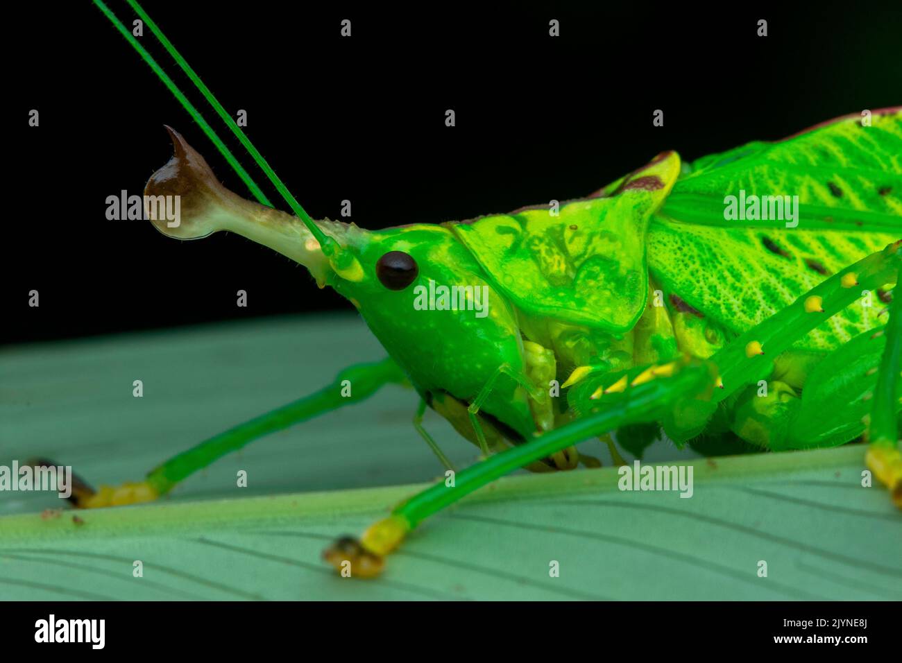 Conehead katydid copiphora cochleata hires stock photography and images Alamy