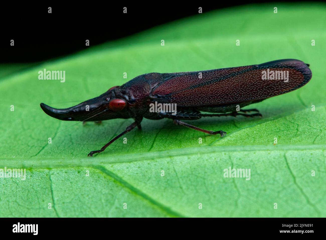 Leafhopper (Acrobelus reflexus) on a leaf, Carate, Osa, Costa Rica Stock Photo