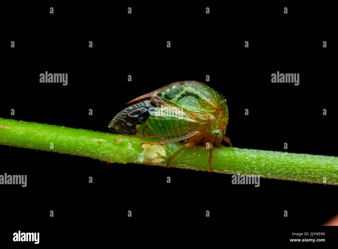 Treehopper (Membracidae sp) Tribe Ceresini, on a stem, Corcovado, Osa, Costa Rica Stock Photo