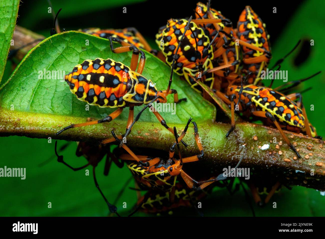 Leaf-footed bug (Pachylis nervosus), nymphs, Corcovado, Osa, Costa Rica Stock Photo