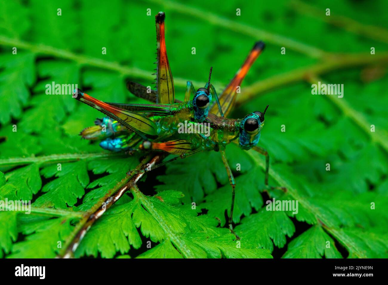 Matchstick grasshopper (Homeomastax surda) s. g. Corcovado, Osa, Costa Rica Stock Photo