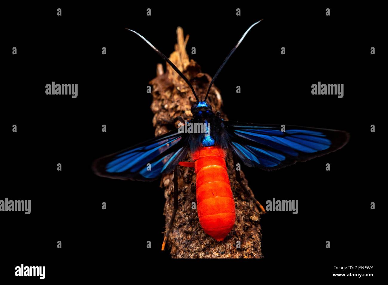 Scarlet-bodied Wasp Moth (Cosmosoma hector), Corcovado, Osa, Costa Rica Stock Photo