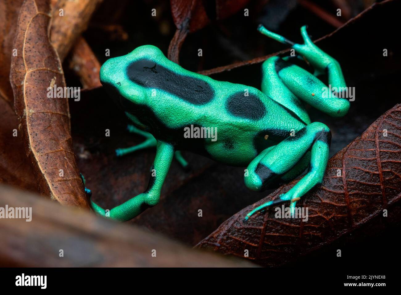 Green and black dart-poison frog (Dendrobates auratus), in situ, Manzanillo, Costa Rica Stock Photo