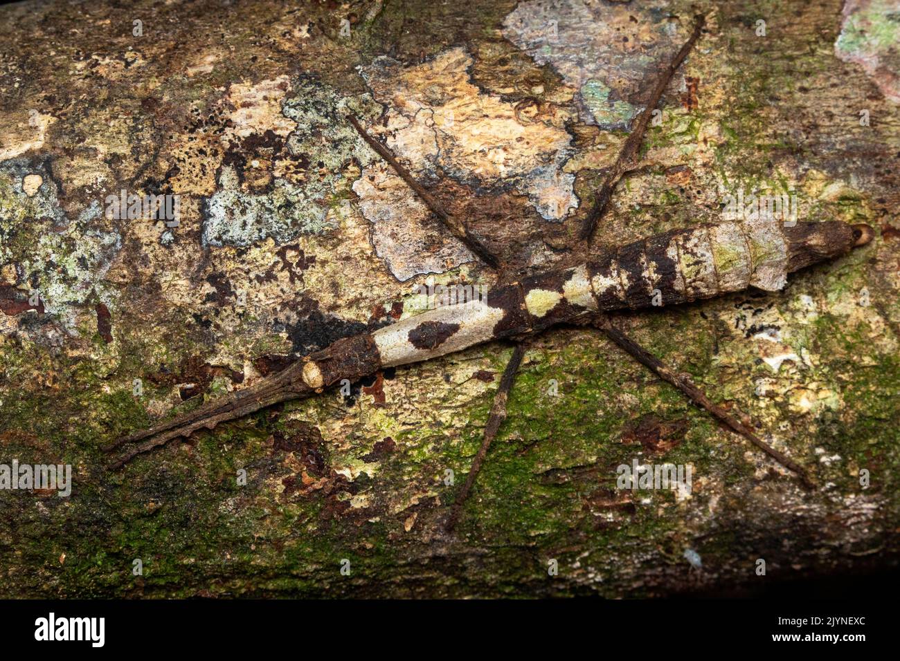 Stick Insect (Rhynchacris ornata) on bark, Manzanillo, Costa Rica Stock ...