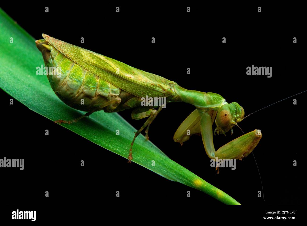 Mantis (Acontista sp) on a leaf, Corcovado, Osa, Costa Rica Stock Photo